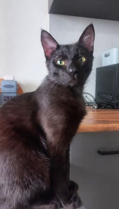 Кот, 7 мес, кастрированый