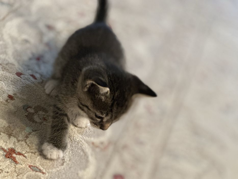 Отдам котят в добрые руки
