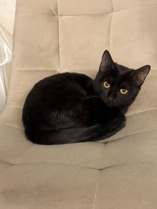 Кошечка в добрые ручки