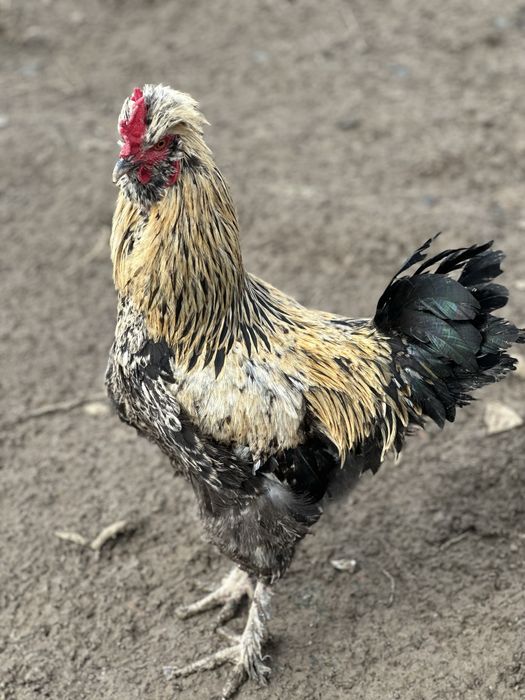 Cocoși tineri de casă