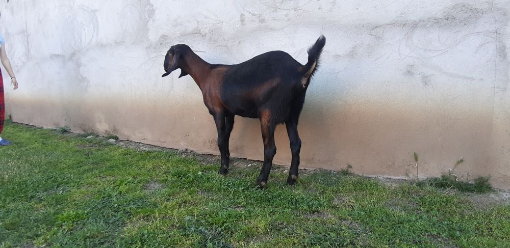 Capra Anglo Nubian