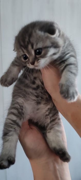 Продаются котята Скоттиш фолд