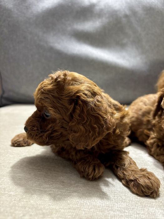 Пухкави Той Пуделчета