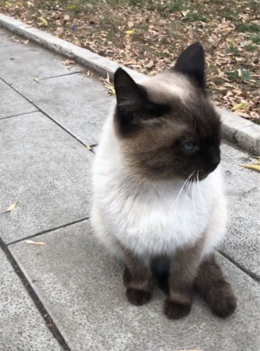 Сиамский Кот Ласковый Домашний