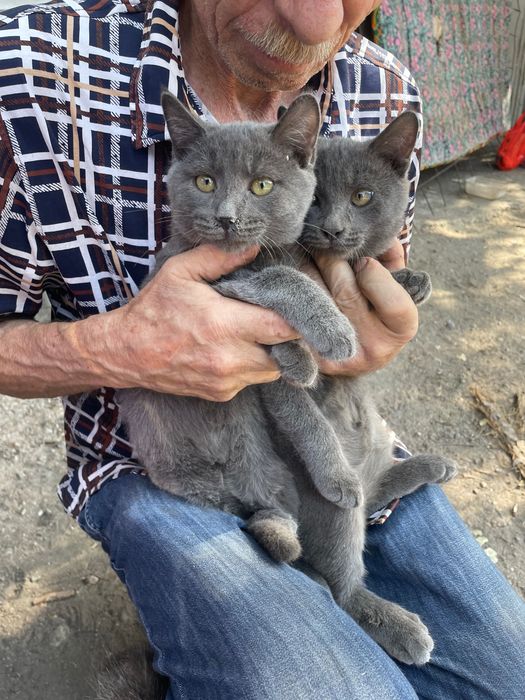 Котики в добрые руки