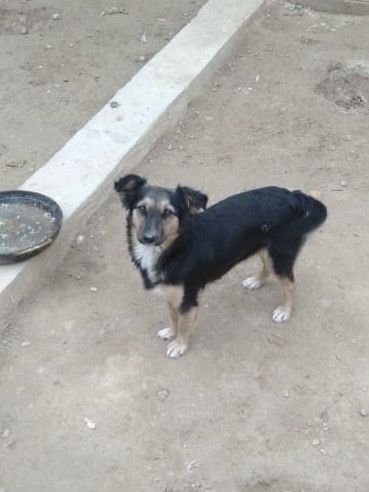 Кушик бериледи кабаган