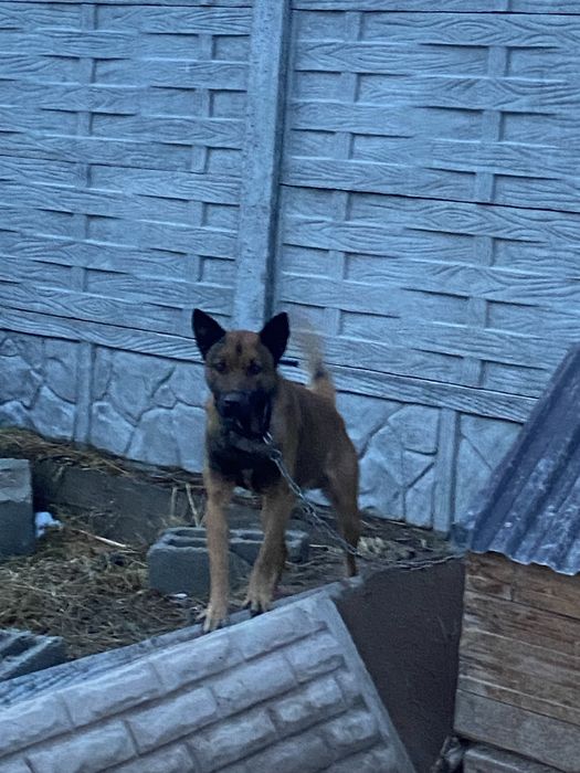 БельгийскаЯ ОвчаркА Срочно!