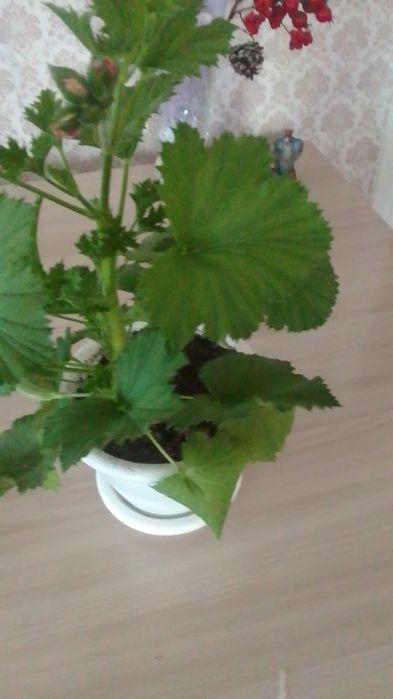 Продам    герань