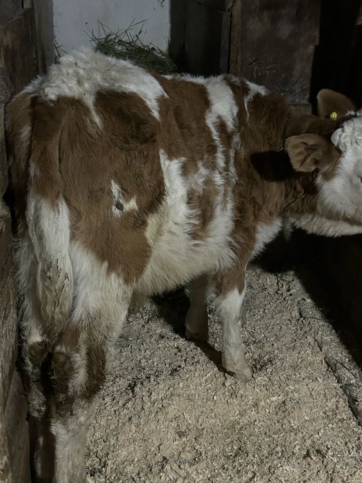 Vând vițel înțarcat