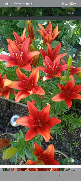 Туя Западная  Брабант