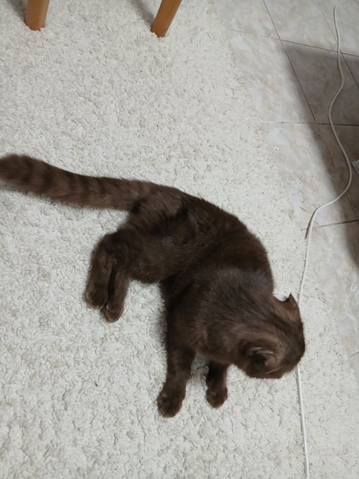 Бесплатно отдам Кота