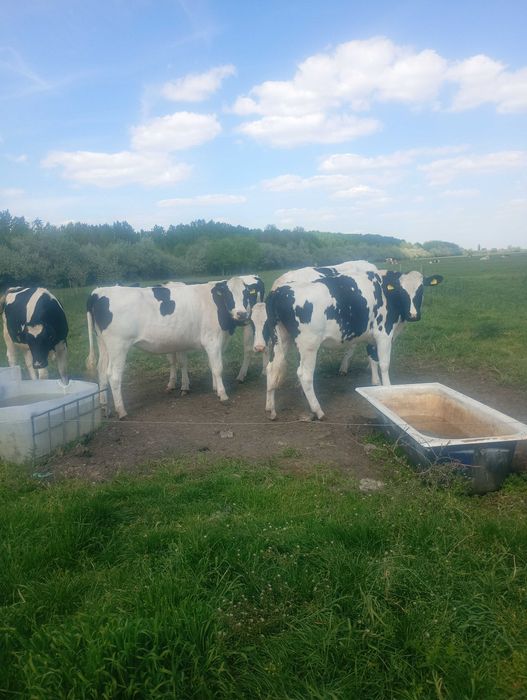 Animale vaci de lapte