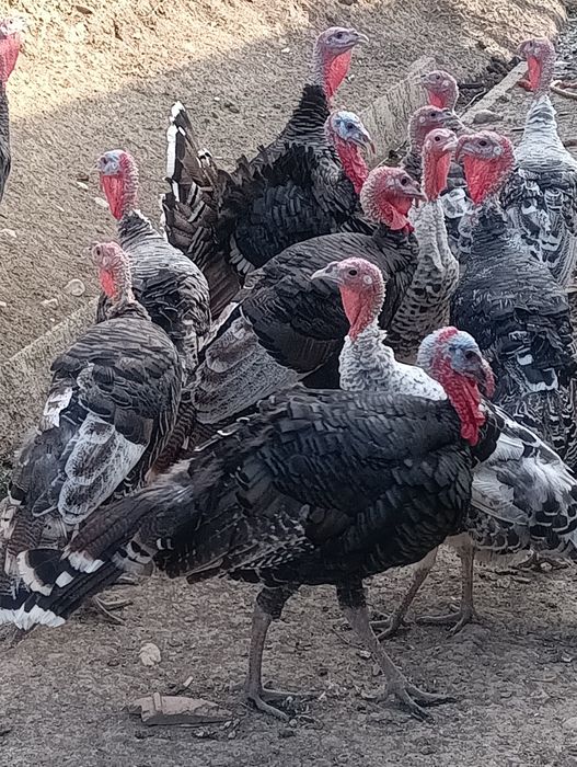 Vând familii de curci