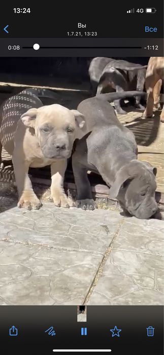 Щенки американский булли