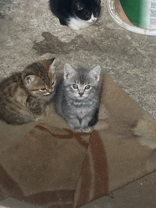 Кошка продаютсья