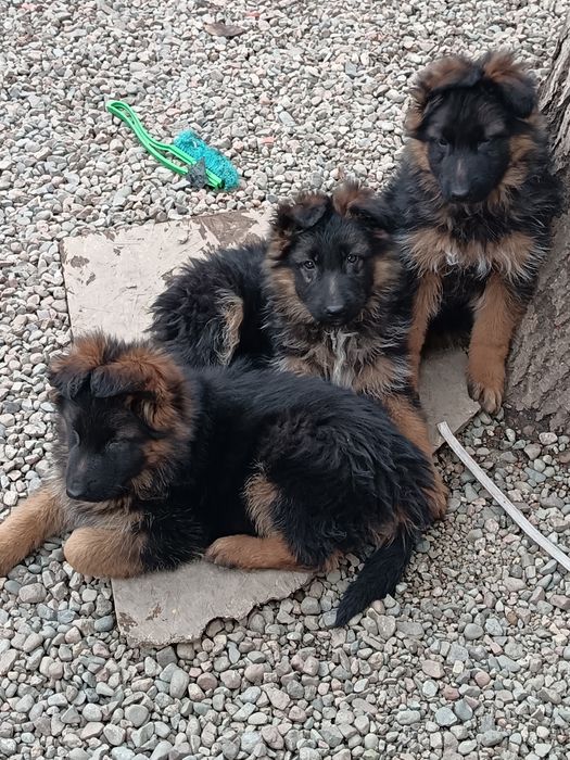 Немецкая длинношерстная овчарка