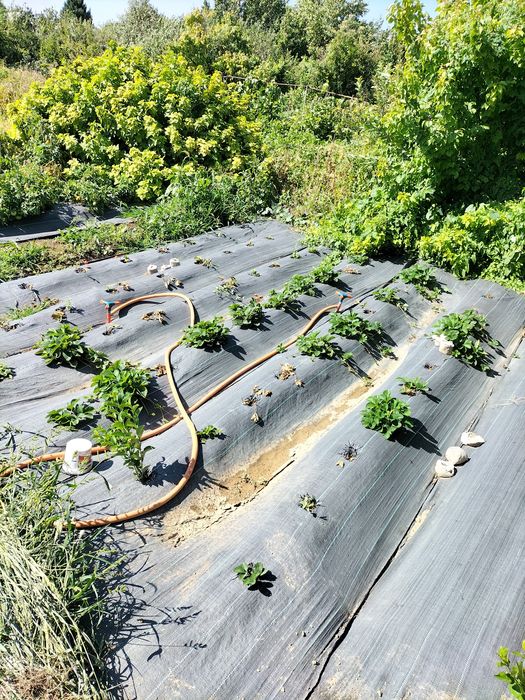 Продам дачу ПК Здравница, медьзавод.