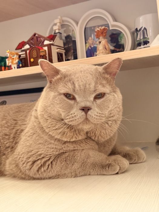 Открыто раннее бронирование на котят премиум класса