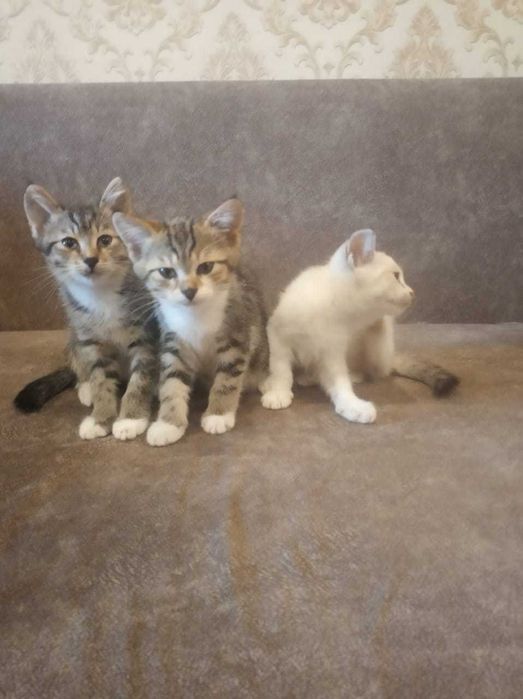 Отдам котят в добрые руки
