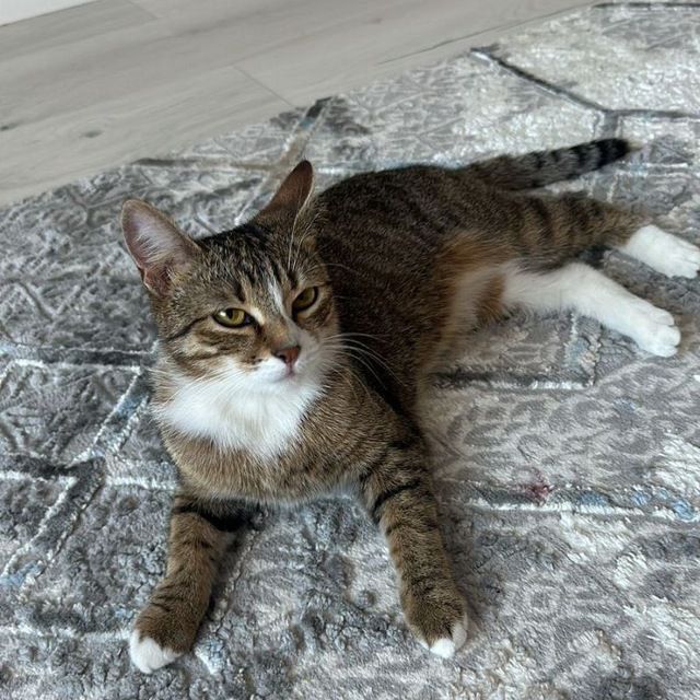 Отдам кошку в добрые руки