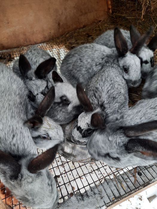 Продам кролят Полтавское серебро