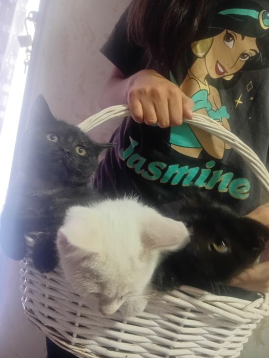 Котята полу шотландские