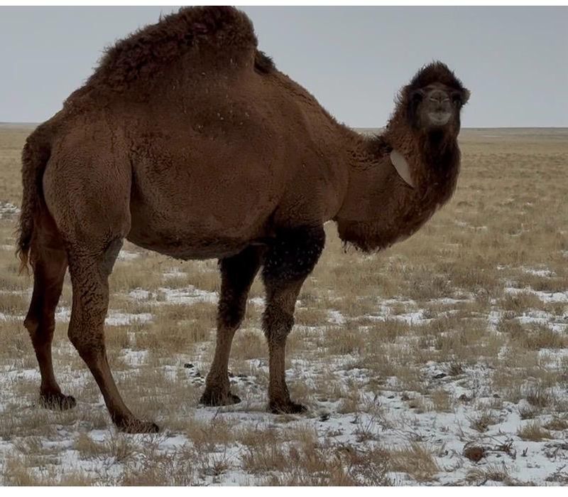 туе түе верблюд