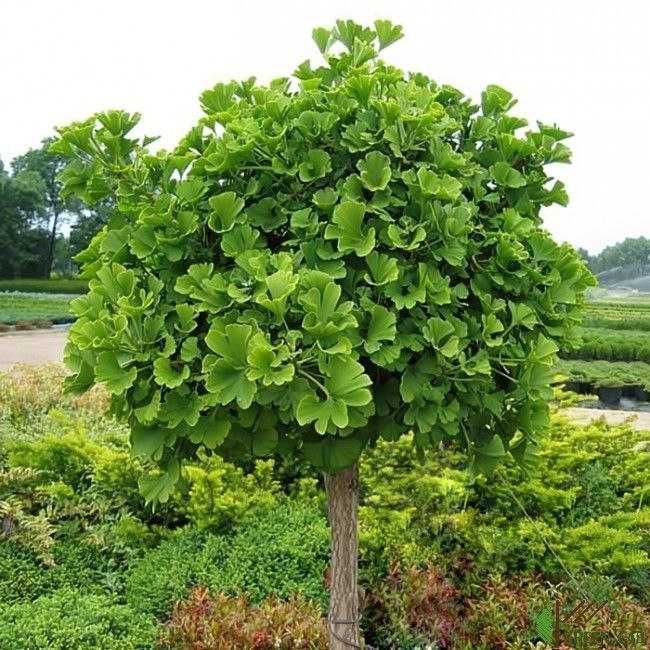 Саженцы декоративных деревьев