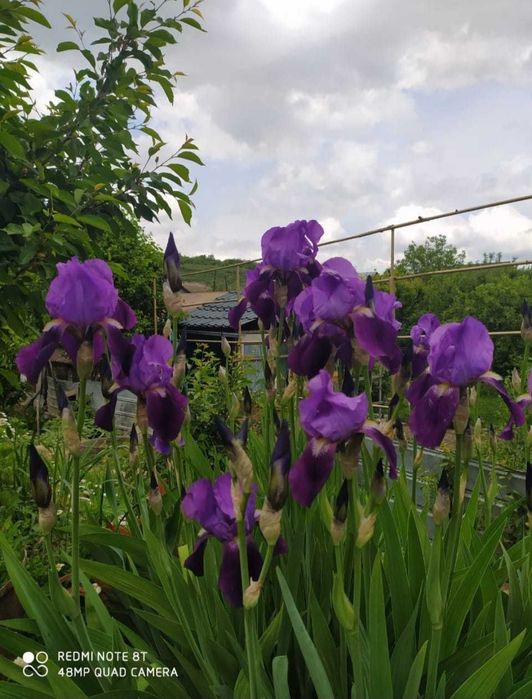 Продаю саженцы ирисов