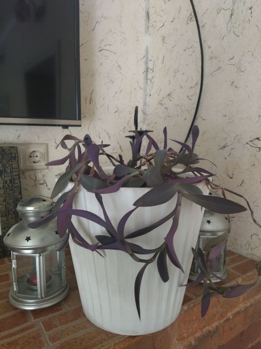 Традесканция продам