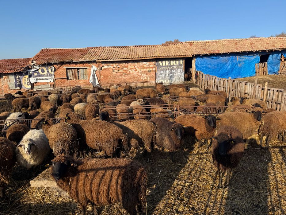 200 броя овце карнобатска местна порода
