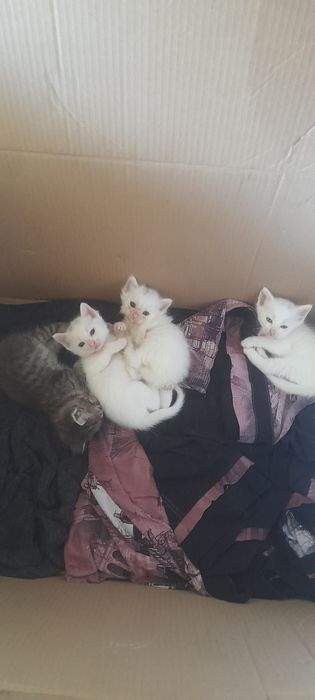 Отдам котят в добрые руки все девочки