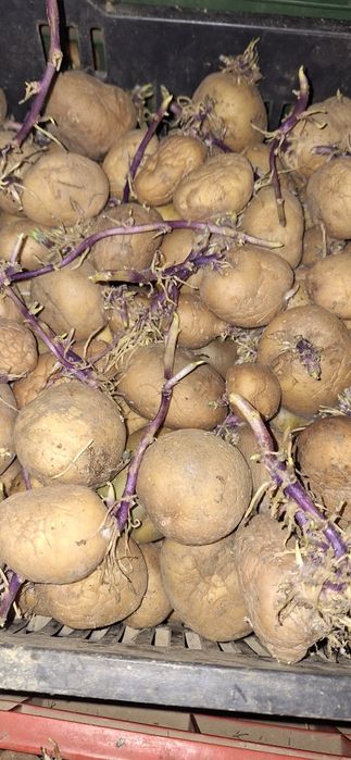 Cartofi Sămânță RIVIERA și ARIZONA