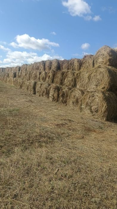 Продам сено.           .
