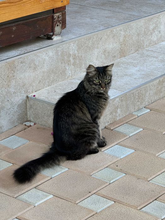 Set 5 cani sticla fume tip Luminarc