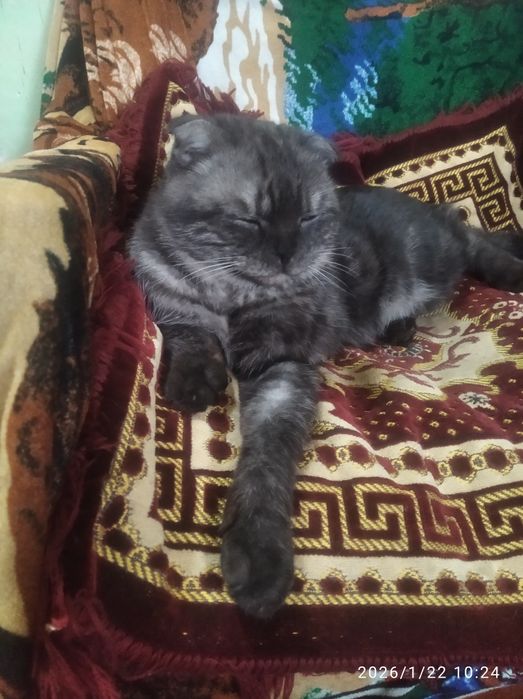 Шотлански виславухи 1 годик