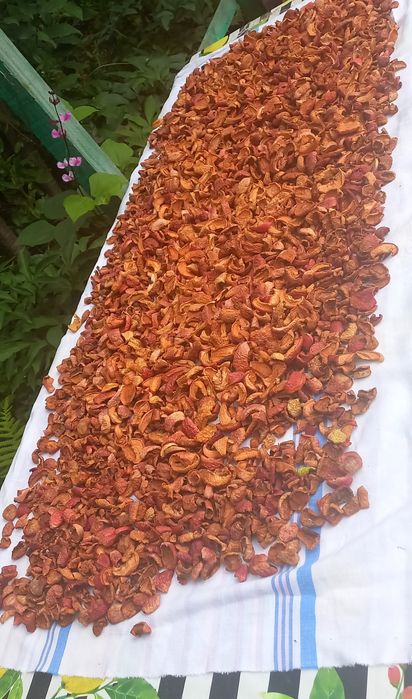 Продам яблоки сушёные