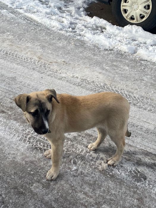 Продам щенка метис алабая