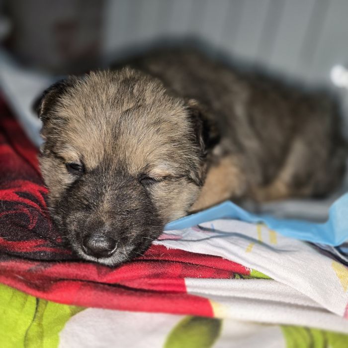 Щеночек девочка.