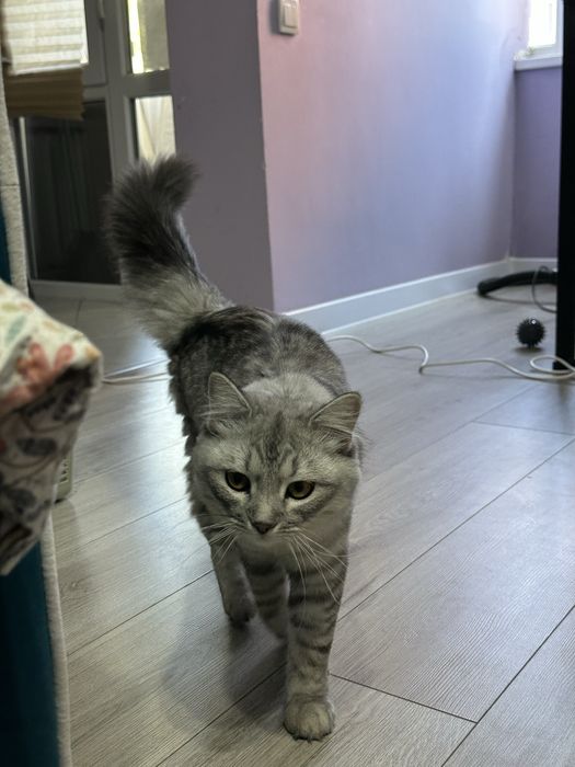 Кот породистый продаю