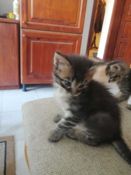Красиви, игриви, социални домашни котета.