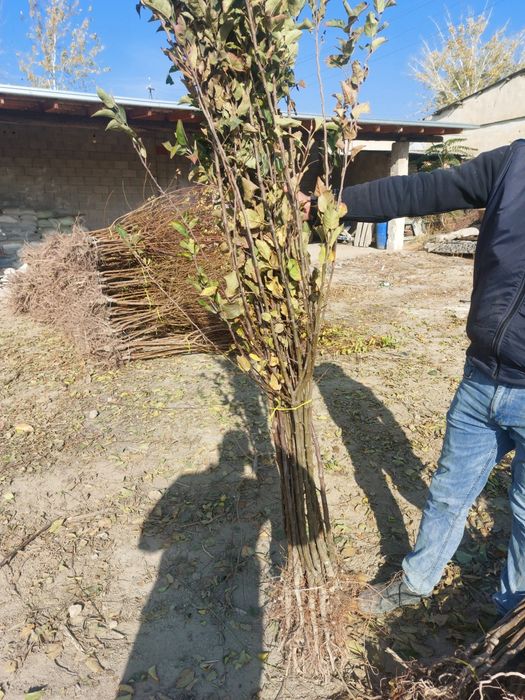 Mevali ko'chatlar bor. Olma Nok O'rik Shaftoli Gilos sotiladi
