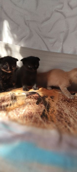 Продам котят 1 мальчик 2 девочки
