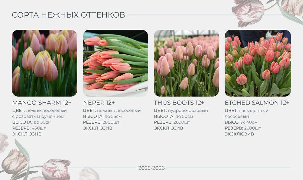 ПРОДАЖА/РАННЕЕ бронирование тюльпана на 8 МАРТА