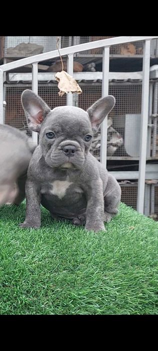 Милые французики