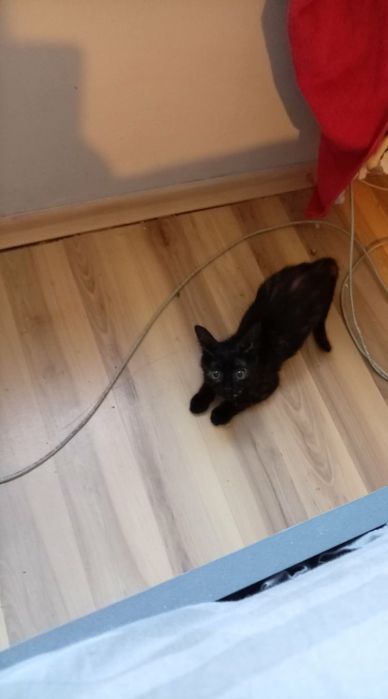 Подарявам коте Осинови котенце
