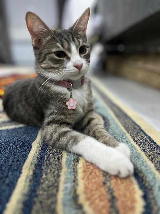 Үй мысығы далаға шыкпаған