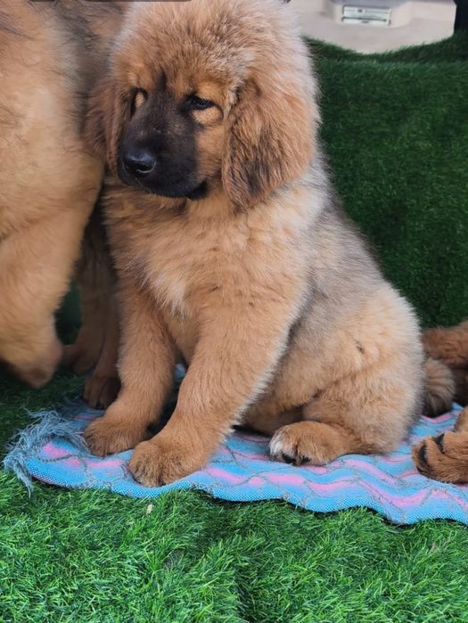 Шикарные Щенки Тибетского Мастифа