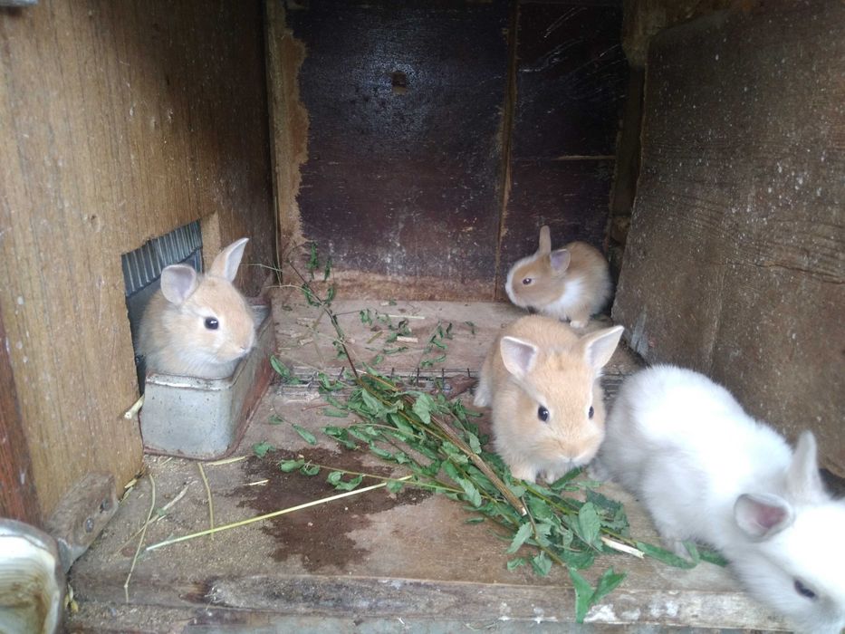 Декоративные крольчата