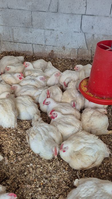 Pui de carne din gospodarie